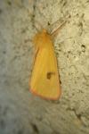 Diacrisia sannio