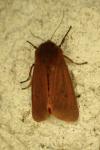 Phragmatobia fuliginosa