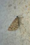 Chiasmia clathrata