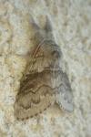 Calliteara pudibunda