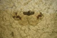 Ligdia adustata