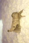 Clostera anachoreta