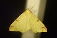 Opisthograptis luteolata