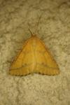 Aspitates ochrearia
