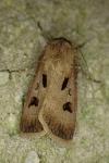 Agrotis exclamationis