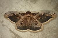 Saturnia pyri