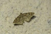 Gymnoscelis rufifasciata