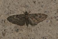 Eupithecia dodoneata
