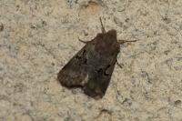 Orthosia gothica