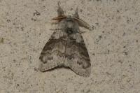 Calliteara pudibunda