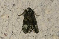 Craniophora ligustri