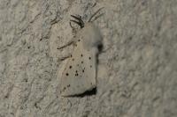 Spilosoma lubricipeda