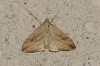 Evergestis forficalis