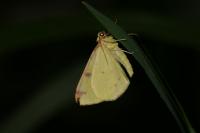 Opisthograptis luteolata