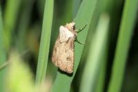 Agrotis puta