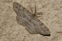 Hypomecis punctinalis