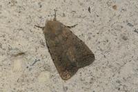 Caradrina clavipalpis