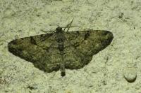 Peribatodes rhomboidaria