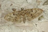 Eupithecia dodoneata