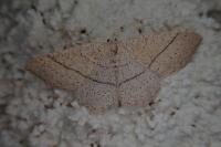 Cyclophora ruficiliaria