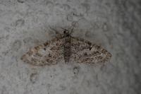 Eupithecia dodoneata