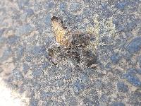 Proserpinus proserpina