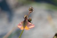 Lythria cruentaria