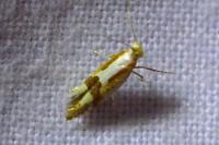 Argyresthia pruniella