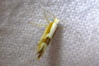 Argyresthia pruniella