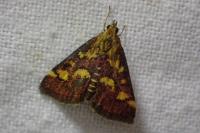 Pyrausta purpuralis