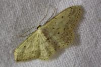 Idaea seriata