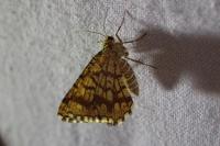Chiasmia clathrata