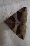 Dysgonia algira