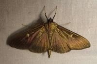 Cydalima perspectalis