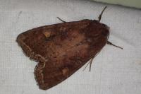 Lacanobia oleracea