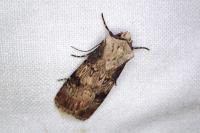 Agrotis puta