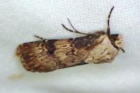 Agrotis puta