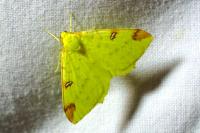 Opisthograptis luteolata