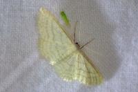 Idaea subsericeata