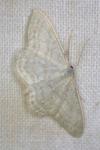Idaea subsericeata
