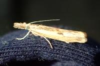 Agriphila inquinatella