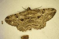 Peribatodes rhomboidaria