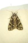 Acronicta rumicis