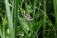 Epirrhoe alternata
