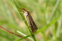 Thisanotia chrysonuchella