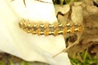 Euplagia quadripunctaria