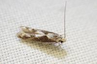 Blastodacna hellerella