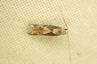 Blastodacna hellerella