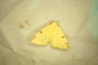 Opisthograptis luteolata