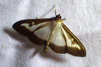 Cydalima perspectalis